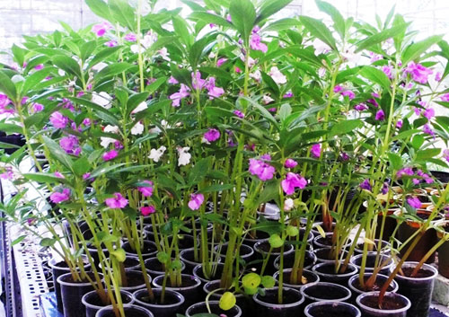 Nghiên[-]cứu[-]giống[-]hoa[-]về[-]từ[-]vũ[-]trụ[-]5